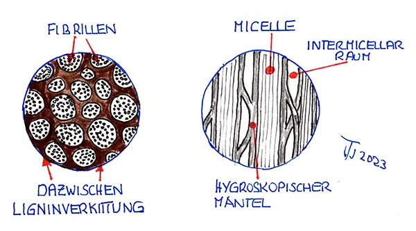 Fibrillen und micellen